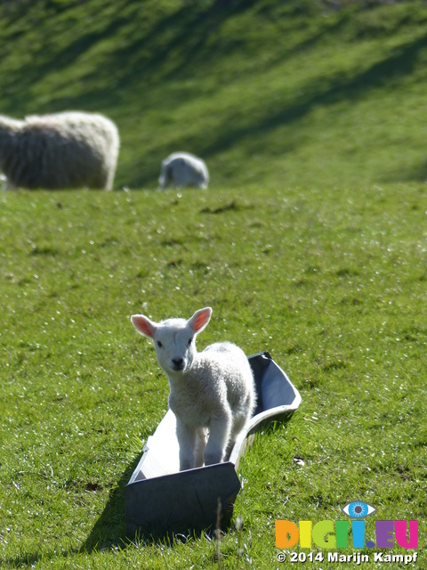 FZ003909 Lamb in trough